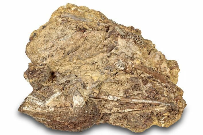 Fossil Dinosaur Bones and Tendons in Sandstone - Wyoming #301797